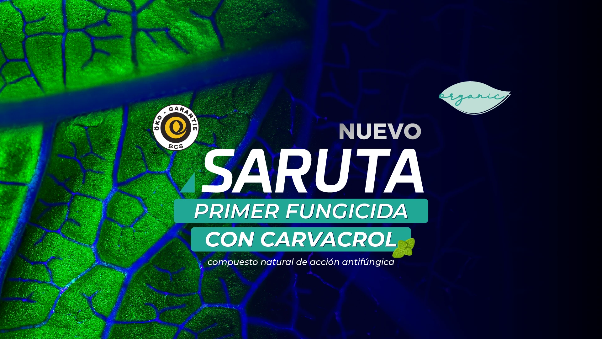 Banner-Saruta-