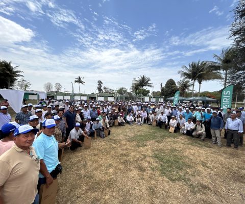 Inia, Aris Y Corteva Presentan Soluciones Frente Al Estrés Hídrico En El Cultivo De Arroz